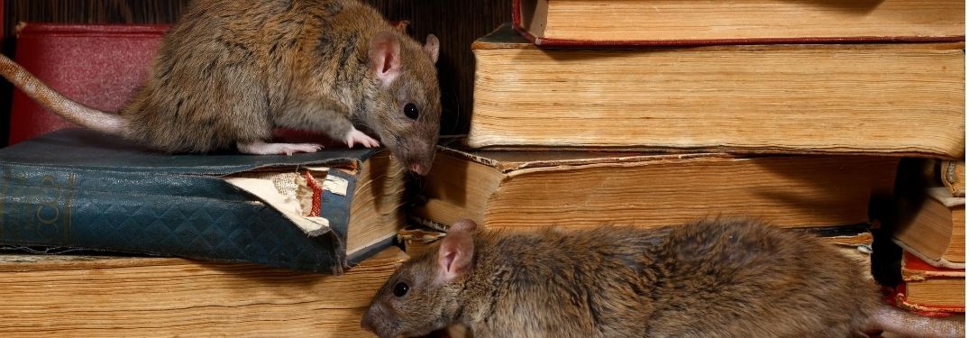 two rats on books