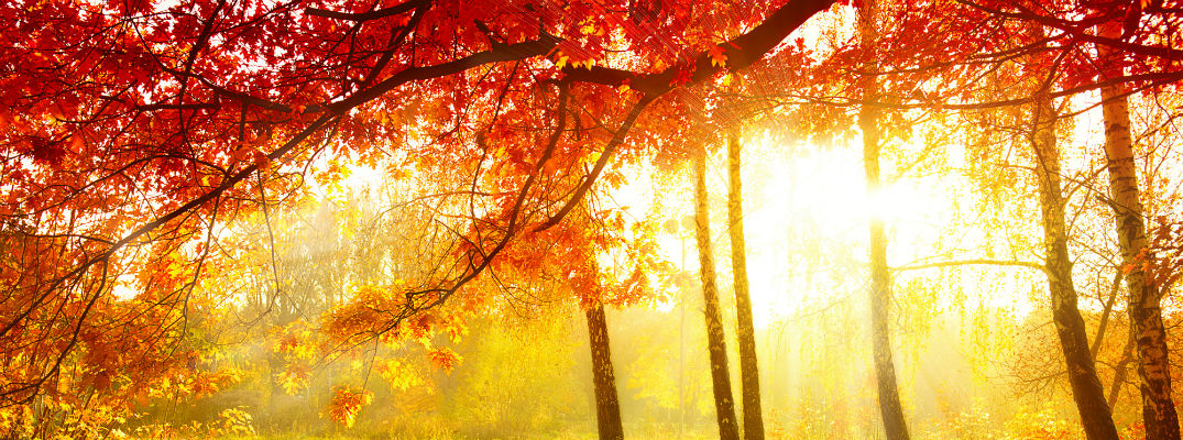 A stock photo of a forest in full color change mode.