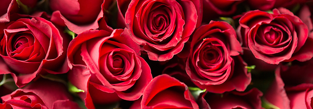 A close-up on a group of red roses