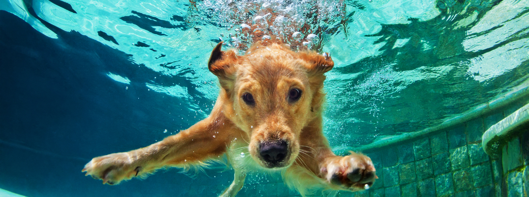 Golden Retriever Puppy Swimming in a Pool
