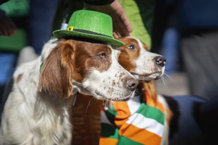 Irish settler dogs dressed up for St. Patrick's Day