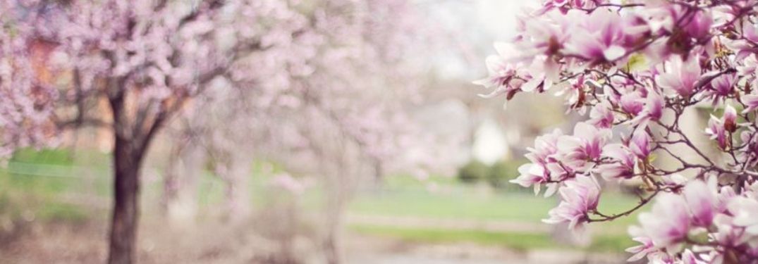Spring landscape with pink flowers