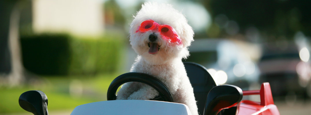 happy and fluffy white dog with goggles in a plastic car pretending to drive