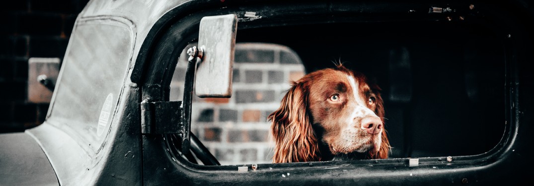 dog inside vehicle with head poking out of window