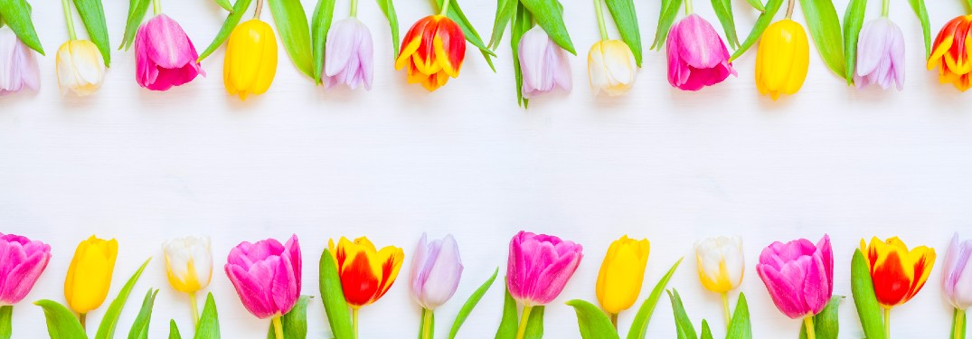 pink and yellow tulips laying down on top and bottom of screen