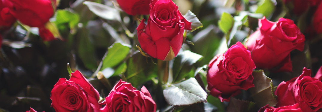 Bush of red roses