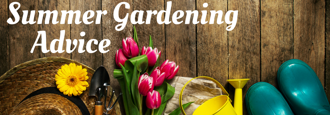 Summer Gardening Advice on a garden-themed background