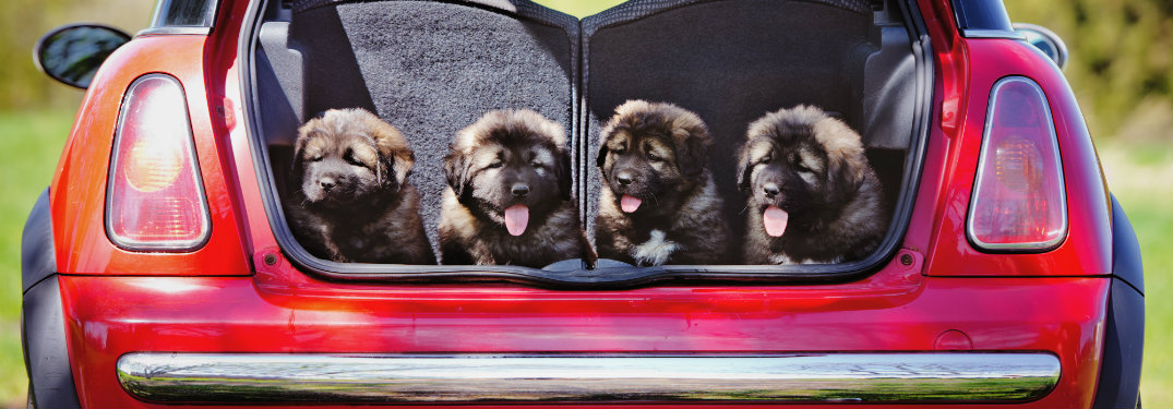 four puppies in back of red car