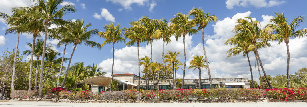 line of palm trees by beach