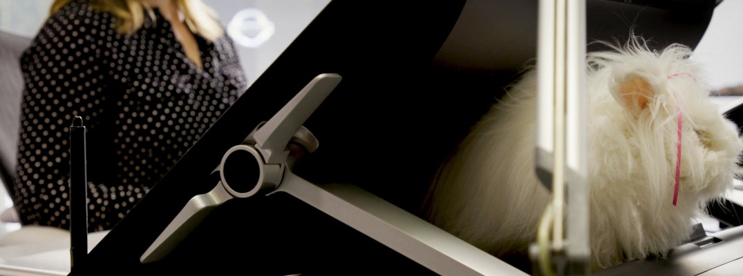 Bunz the Bunny hard at work in the office