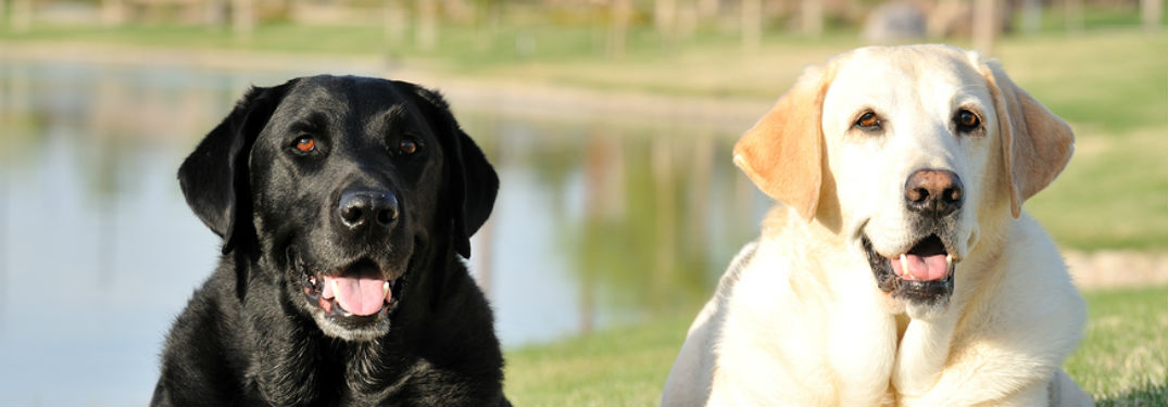 two dogs laying on grass with lake in background