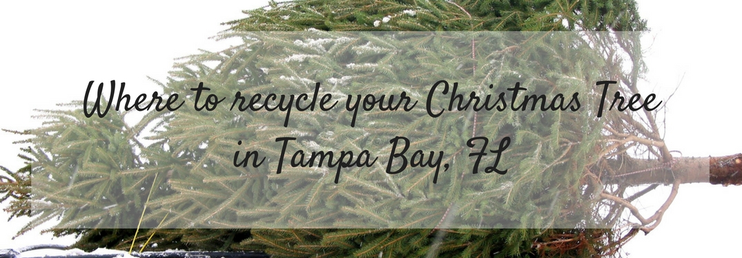 Text reading Where to Recycle your Christmas Tree in Tampa Bay, FL overlaid on an image of a tree on top of a car
