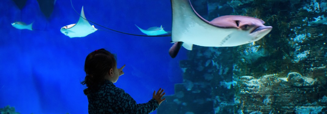 Child looking at a stingray in an aquarium