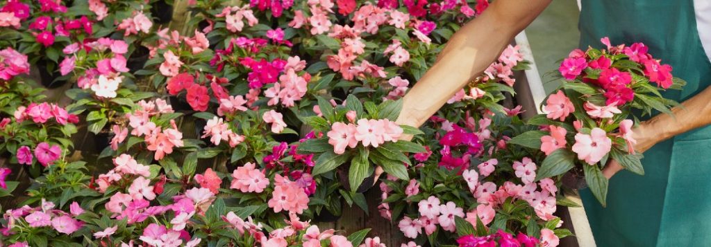 Close up of a florist placing flowers next to other flowers