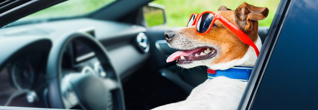 Dog wearing sunglasses in the drivers seat of a car