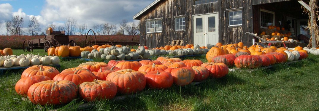Pumpkins sitting outdoors by a barn