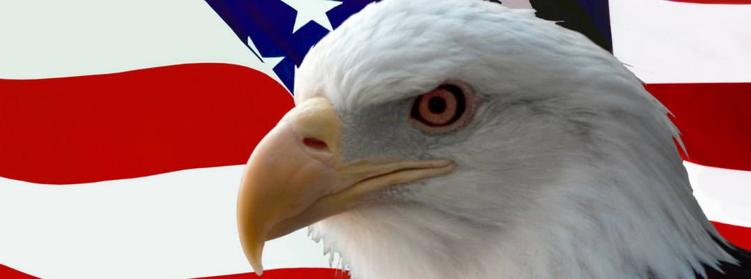 Bald eagle face in front of American flag backdrop