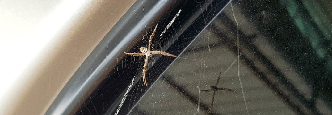A spider sitting on a web on the window of a car
