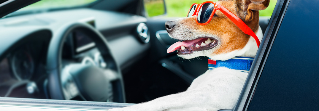 dog wearing sunglasses sitting in driver's seat of car with head out the window