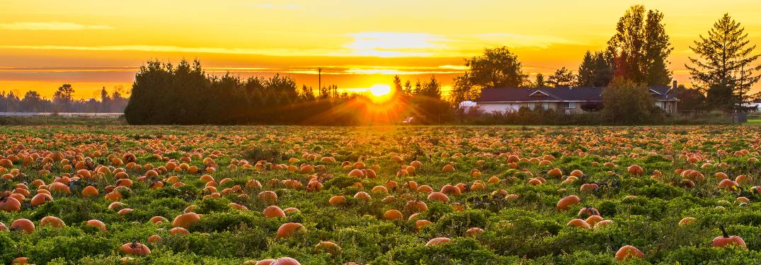 A pumpkin patch at sunset