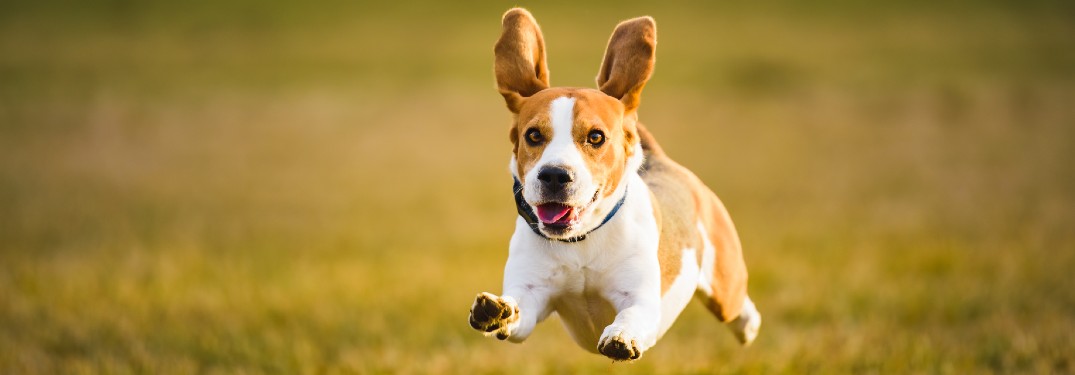 Beagle dog running across a field