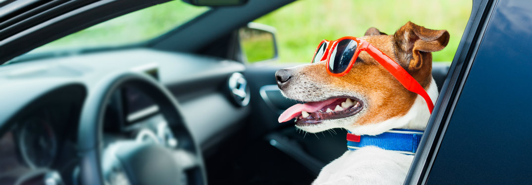 dog in car wearing sunglasses